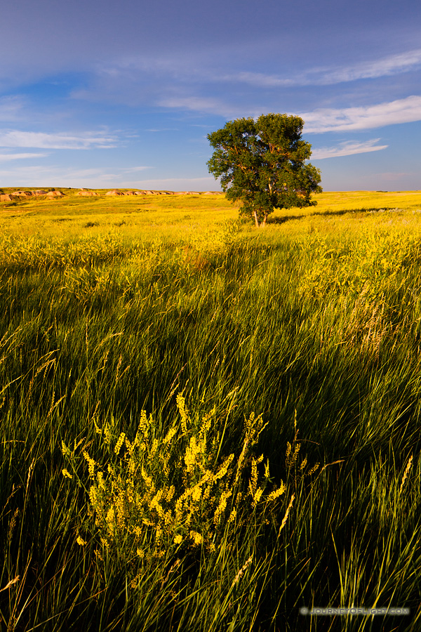 A field of clover reaches across the Badlands covering the landscape with an intense yellow hue. - South Dakota,Landscape Photography