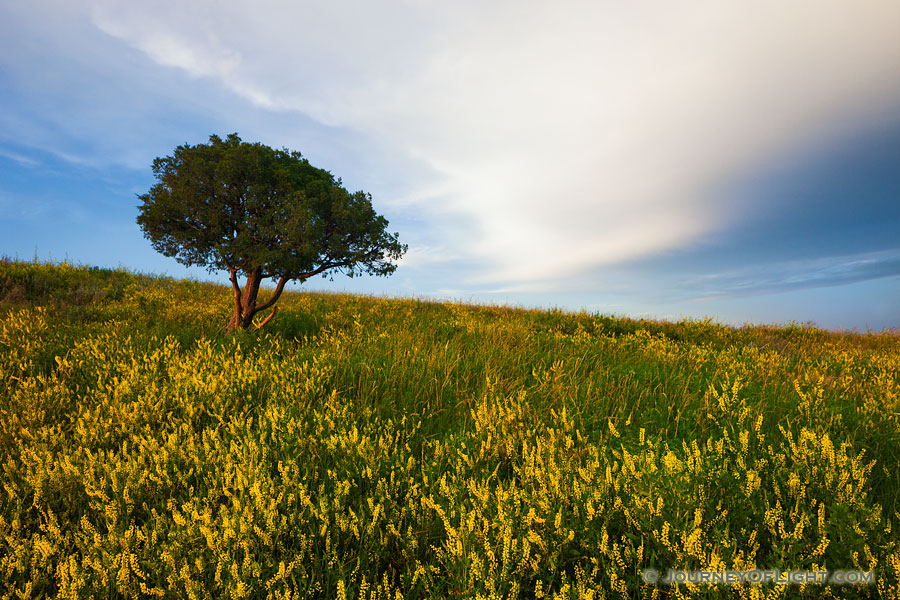 On a warm summer evening the warm sun illuminats a single tree on the plains surrounding by an intense patch of wild clover.  The clouds of an approaching storm hover in the distance. - South Dakota,Landscape Photography