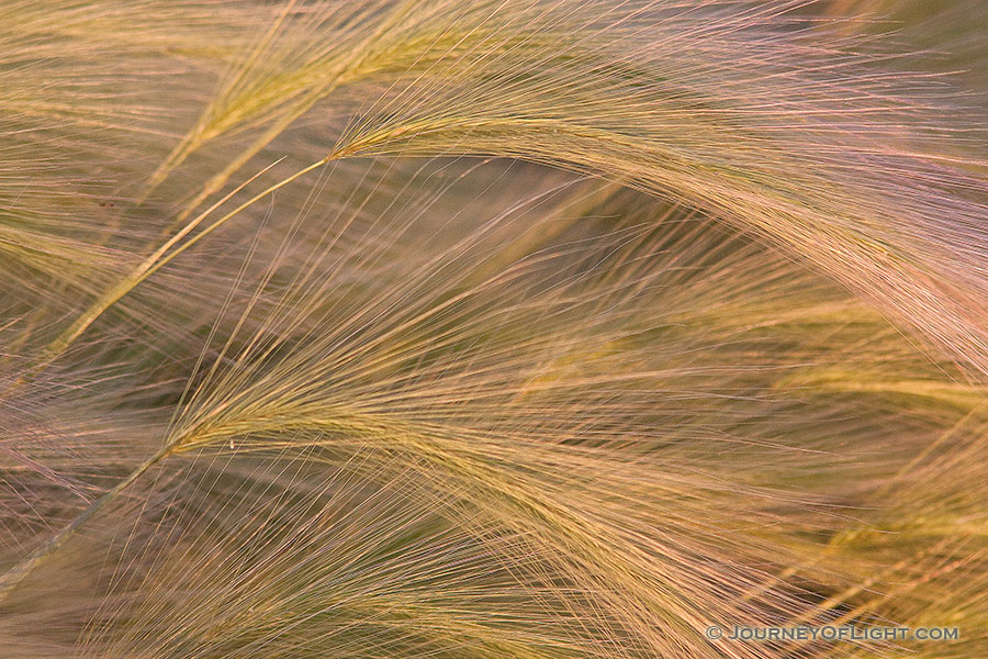 An intimate photograph of a group of foxtails. - Jack Sinn Photography