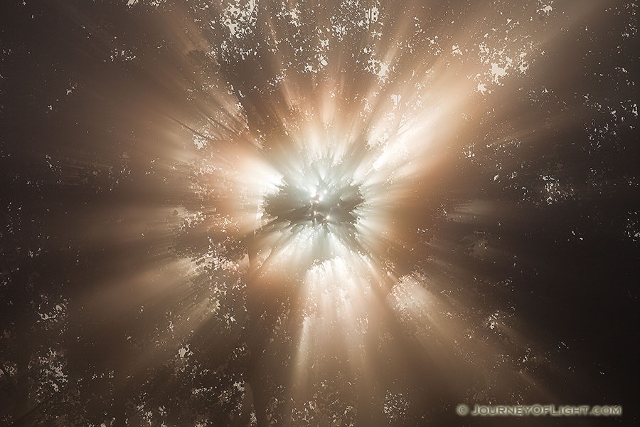 Light streams through cottonwood trees at Ponca State Park in Northwestern Nebraska. - Nebraska Photography