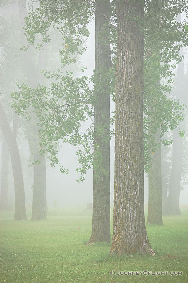 Trees in a dense fog on a spring morning at DeSoto National Wildlife Refuge. - Nebraska Photography