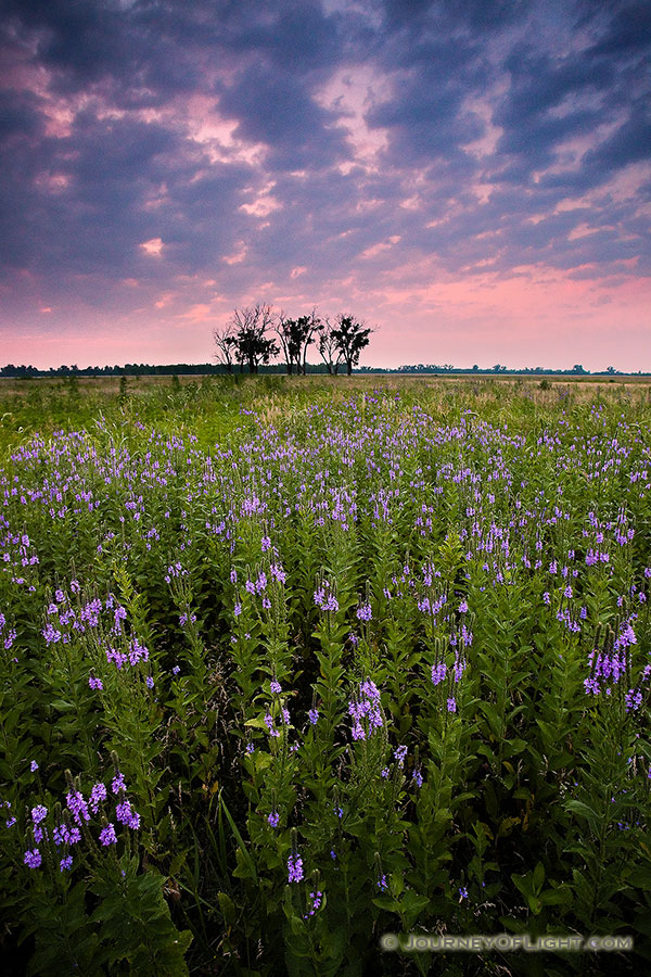 On a quiet evening on Boyer Chute National Wildlife Refuge, these purple flowers stand silently.  A pinkish sky is the last sign of the sun before the last light vanishes leaving the fields in darkness.  - Boyer Chute Photography