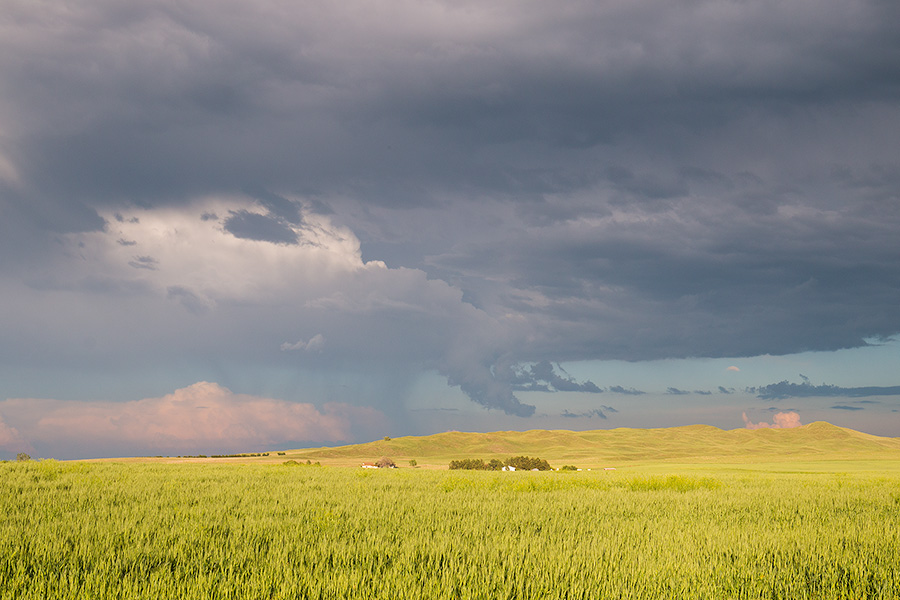 Storm clouds gather over a wheat field nestled in the sandhills of western Nebraska. - Sandhills Photography