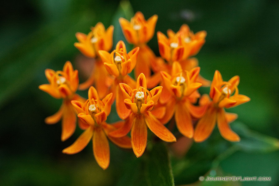 A butterfly milkweed blooms in late August at the OPPD Arboretum in Omaha, Nebraska. - Nebraska Photography