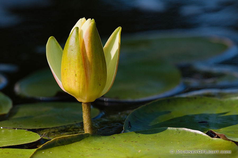 A single lily begins to close as the sun sets at the OPPD Arboretum in eastern Nebraska. - Nebraska Photography