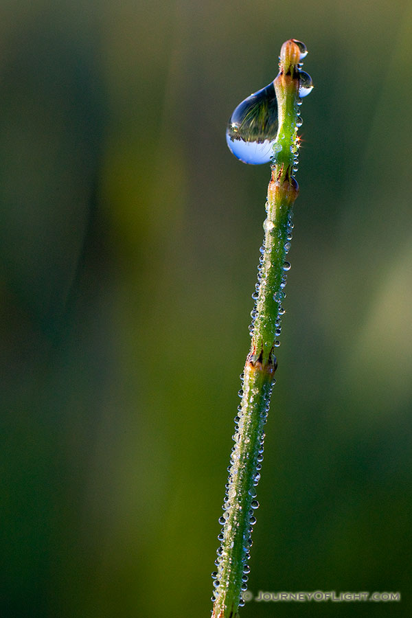 In Boone county, Nebraska, the air was cool and early morning dew clings to a small reed. - Nebraska Photography
