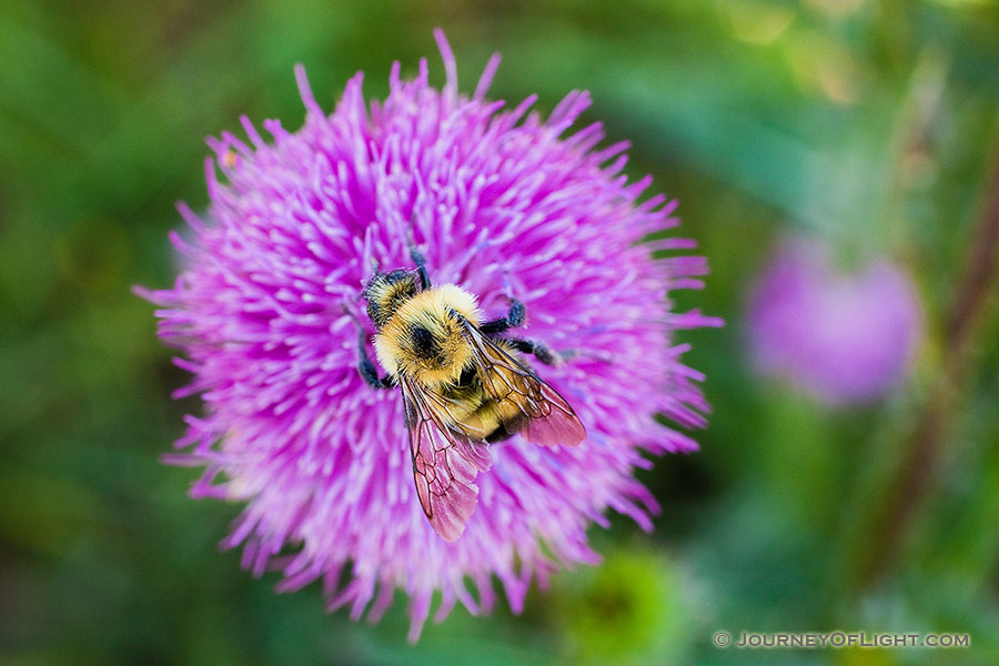 A bumblebee quietly collects pollen for the hive from a purple thistle. - Nebraska Photography