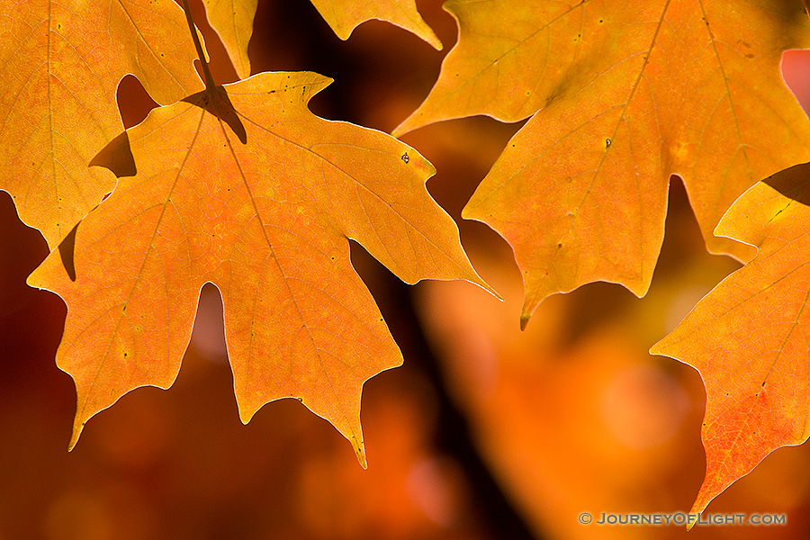 Autumn maple leaves are illuminated by the late afternoon sun at Arbor Day Lodge State Park in Nebraska City, Nebraska. - Arbor Day Lodge SP Photography