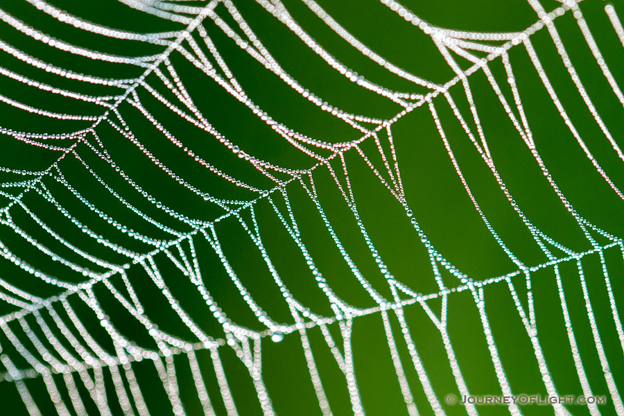 A spiderweb sparkles with dew drops like a string of diamonds early on a July morning in Theodore Roosevelt National Park. - North Dakota Photography