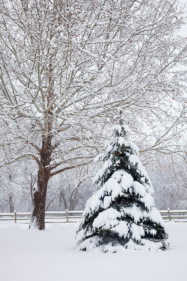 The trees at Platte River State Park in eastern Nebraska are covered with snow after a night of a gentle flakes. - Platte River SP Photography