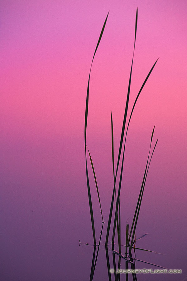 It was a calm evening at Mahoney State Park with the sun just below the horizon. The pinkish light was reflected off the clouds and then reflected and dispersed from the lake.  - Mahoney SP Photography