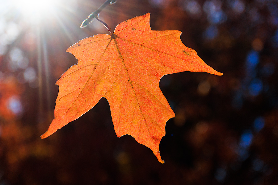 A maple leaf is backlit by the midday sun in the OPPD Arboretum in Omaha, Nebraska. - Nebraska Photography