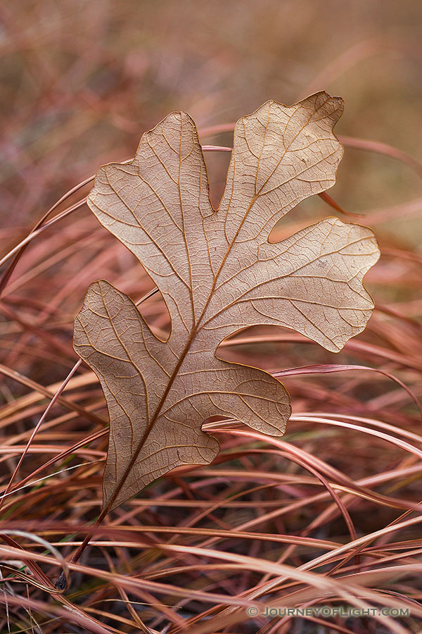 A fallen oak leaf lies in grass, both turned to warm hues in the late autumn. - Nebraska Photography