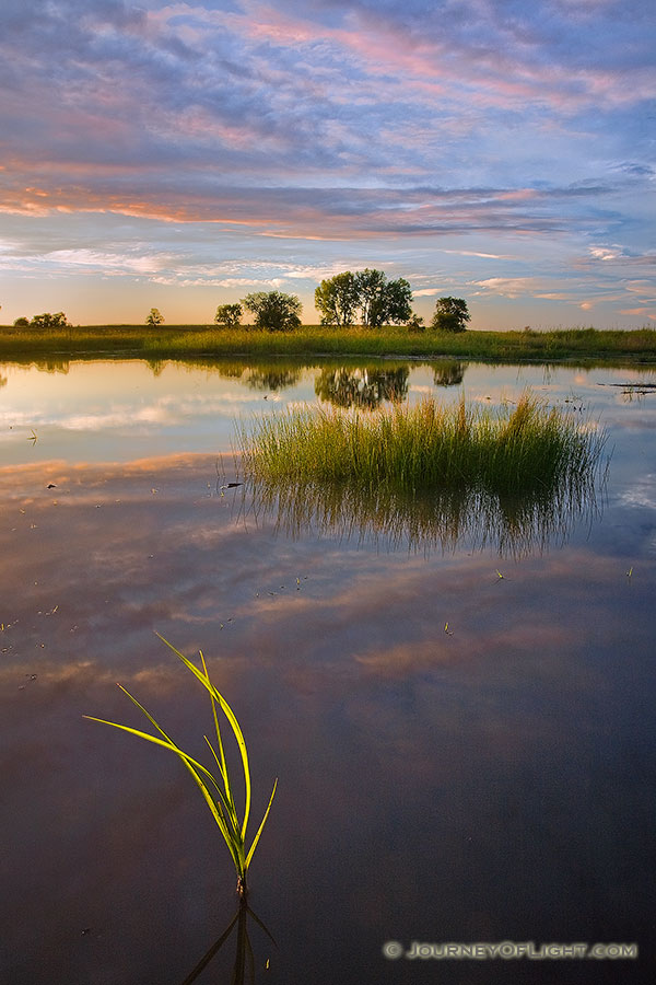 Late afternoon sun in early September shines through some grass in the Frank Shoemaker Marsh near Lincoln, Nebraska. - Nebraska Photography