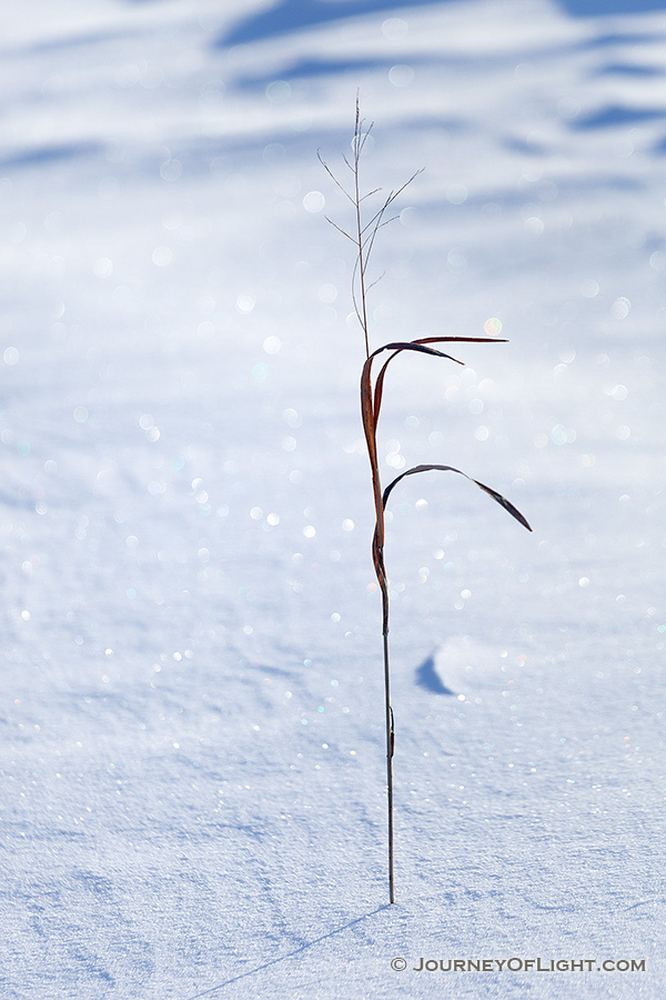 A single shoot of prairie grass stands tall among a blanket of snow at Neale Woods Forest. - Nebraska Photography