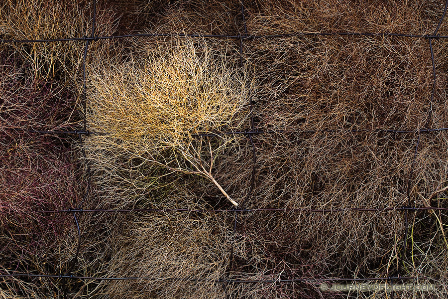 The strong winds caused the tumbleweeds to bunch up against a fence at Ft. Niobrara National Wildlife Refuge near Valentine, Nebraska. - Ft. Niobrara Photography