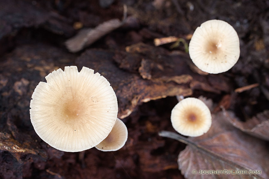 A collection of mushrooms sprout from the forest floor. - Schramm SRA Photography
