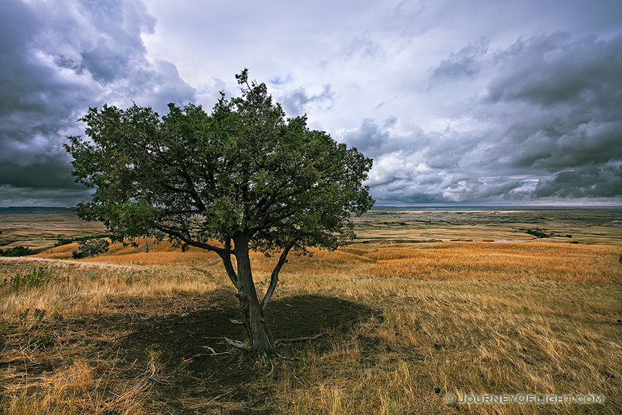 A lone tree watches over the vast prairie while a storm brews on the horizon in the Sage Creek area at Badlands National Park in South Dakota. - Badlands NP Photography