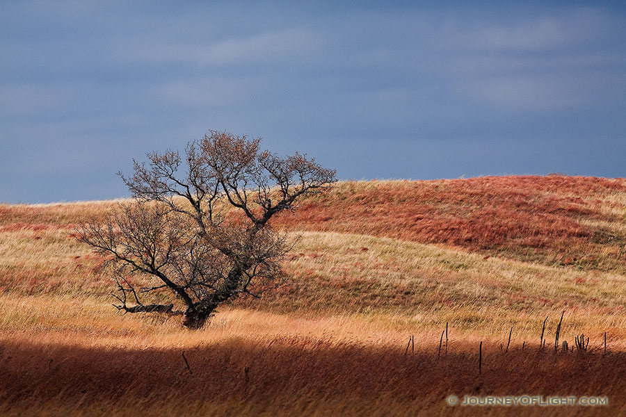 A single tree sits upon the prairie at Ft. Niobrara National Wildlife Refuge. - Ft. Niobrara Photography