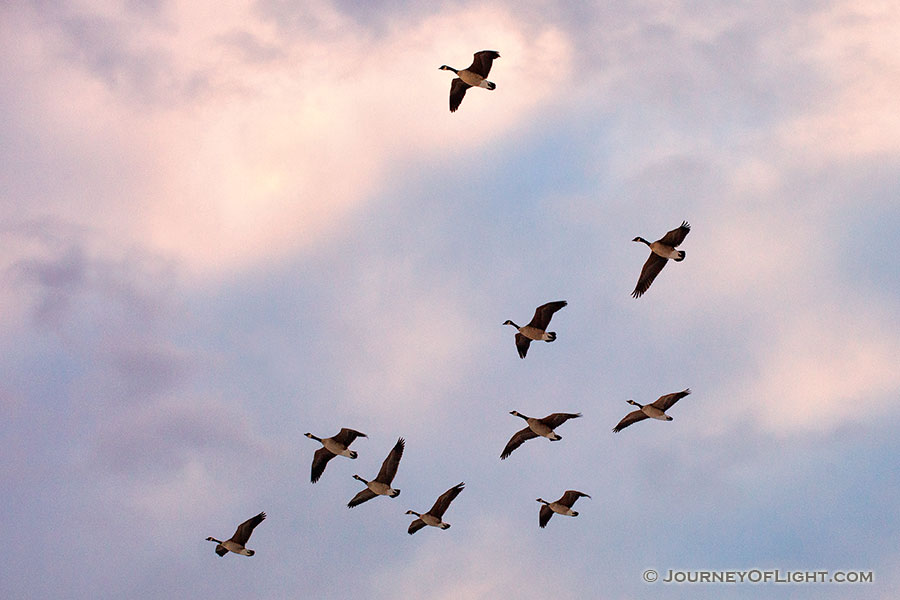 Light from the setting sun illuminates clouds behind Canada Geese coming in for a landing on Lake Wehrspann on a chilly February evening. - Nebraska Photography