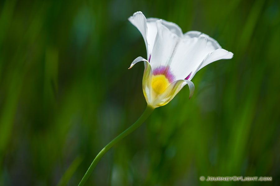 This summer in North and South Dakota large amounts of rain contributed to wildflowers bursting forth from everywhere.  These particularly delicate Mariposa Lilies were no exception.  I found these flowers growing in fields and hillsides during my recent trip.  During the early afternoon this lily caught my attention as it was perfectly positioned to capture the sunlight in it's petals causing it to glow like a white and pastel light bulb upon the North Dakota prairie.  As the wind was still that day, I was able to spend some time getting just the right composition to capture the beauty of this little lily. - North Dakota Photography