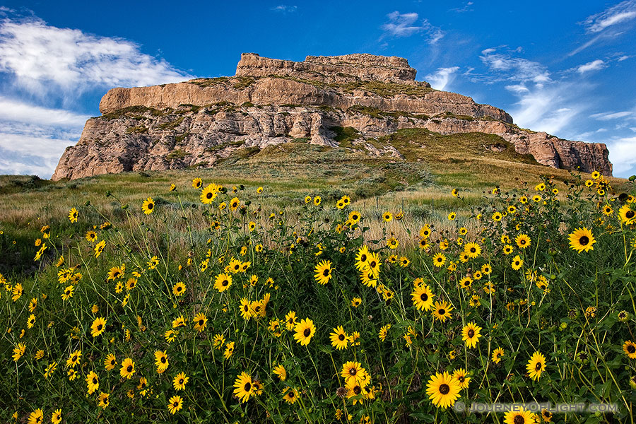 On a sunny autumn afternoon, sunflowers grow in front of Courthouse Rock in western Nebraska. - Nebraska Photography