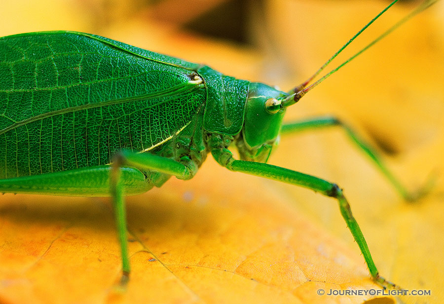 At Arbor Lodge State Park in Nebraska City, a katydid rests on auburn autumn maple leafs. - Arbor Day Lodge SP Photography