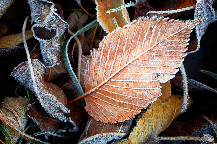 Fallen leaves and grass are encrusted with frost from the previous night. - Nebraska Photography