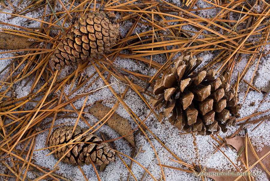 A few pine cones and rest on the frozen ground. This photograph was captured at the OPPD Arboretum, Omaha, Nebraska. - Nebraska Photography