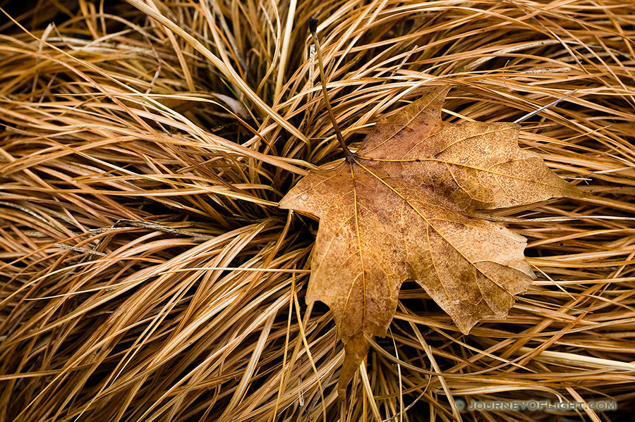 A lone leaf rests on a bed of grass yellowed from the winter. - Nebraska Photography