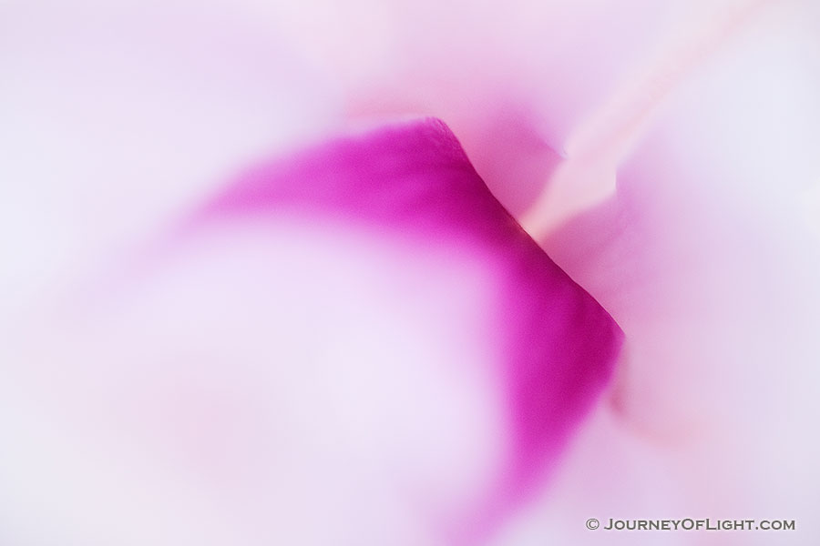 An abstract look at a blossom on a tree in spring at the OPPD Arboretum in Omaha, Nebraska. - Nebraska Photography