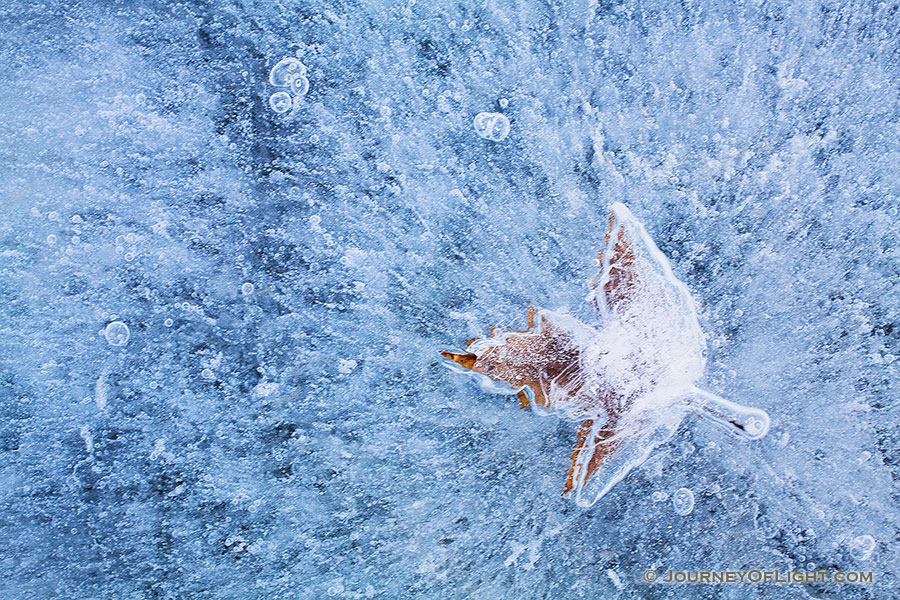 A maple leaf is frozen in time until the thaw. - Nebraska Photography