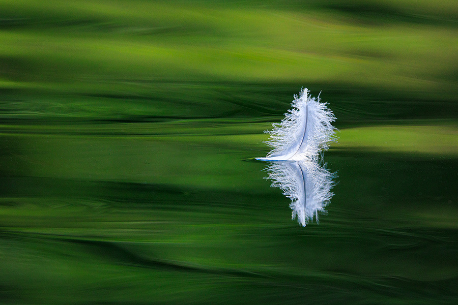 An photograph of a feather on Sylvan Lake in Custer State Park, South Dakota. - South Dakota Photography