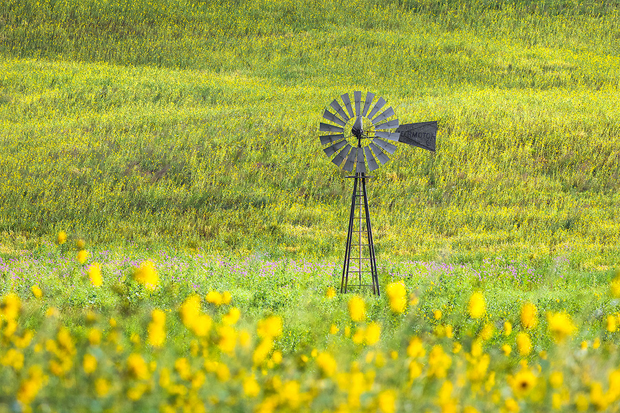 A scenic landscape photograph of a windmill surrounded by sunflowers in the sandhills of Nebraska. - Nebraska Photography