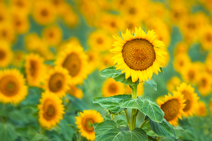 A nature photograph of a field of sunflowers in rural Nebraska. - Nebraska Photography