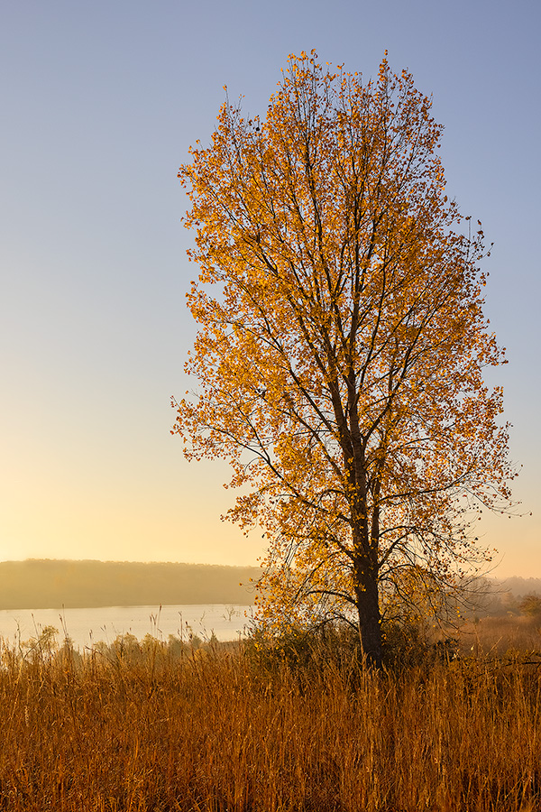 A scenic landscape photograph of an autumn Cottonwood over Walnut Creek in eastern Nebraska. - Nebraska Photography