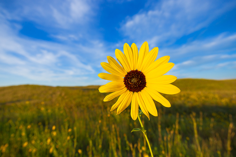 A scenic landscape photograph of a sunflower in McKelvie National Forest in the sandhills of Nebraska. - Nebraska Photography