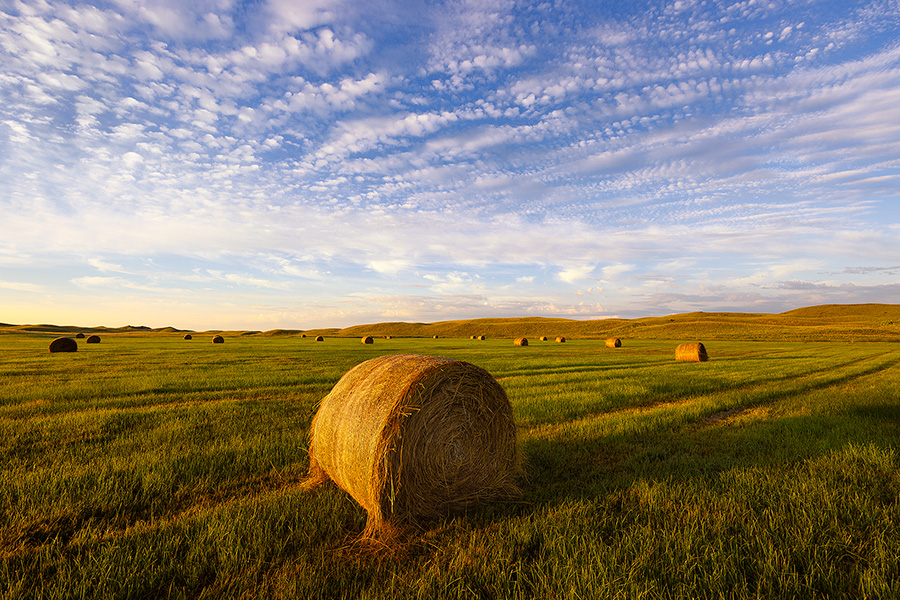 A scenic landscape photograph of hay bales illluminated by the morning sun in the sandhills of Nebraska. - Nebraska Photography