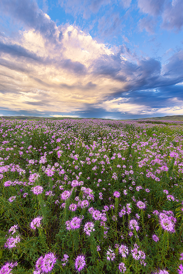 A scenic landscape photograph of wildflowers growing in the sandhills of Nebraska. - Nebraska Photography