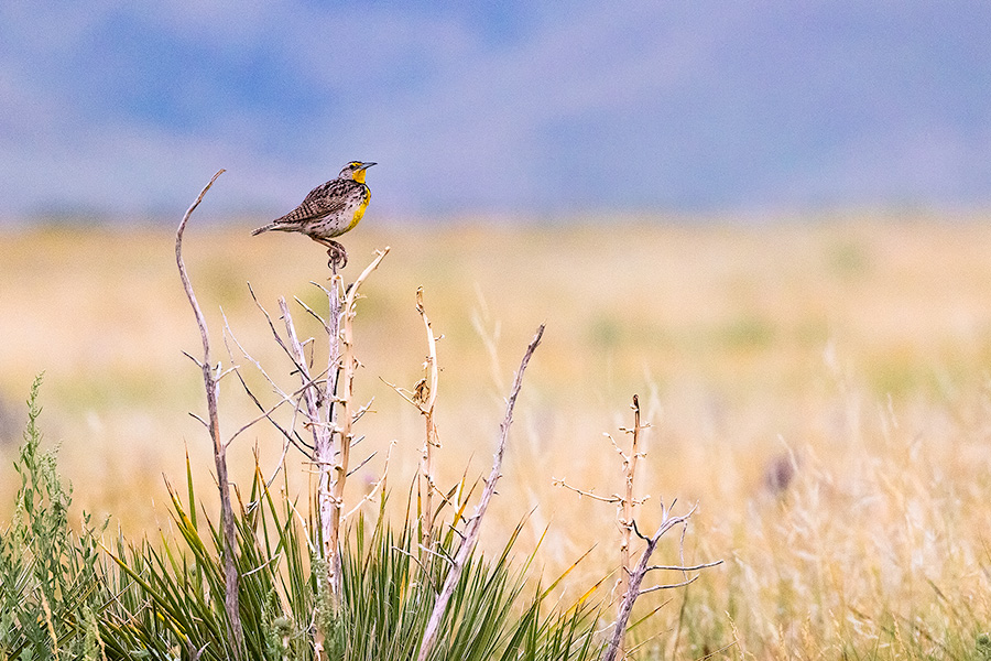 A nature photograph of a western meadowlark on a sage bush at Fort Robinson State Park, Nebraska. - Nebraska Photography