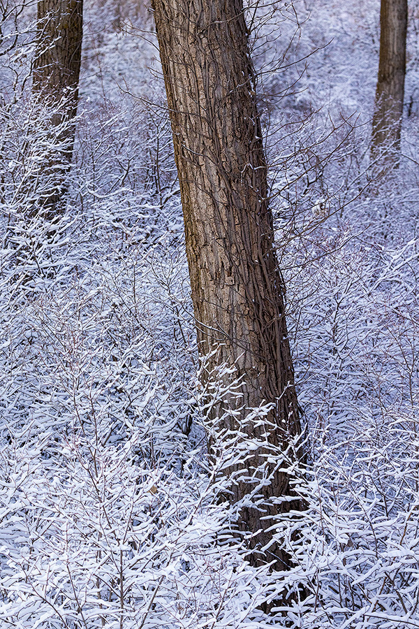 Scenic landscape photograph of snow in a forest at DeSoto National Wildlife Refuge, Nebraska. - Nebraska Photography