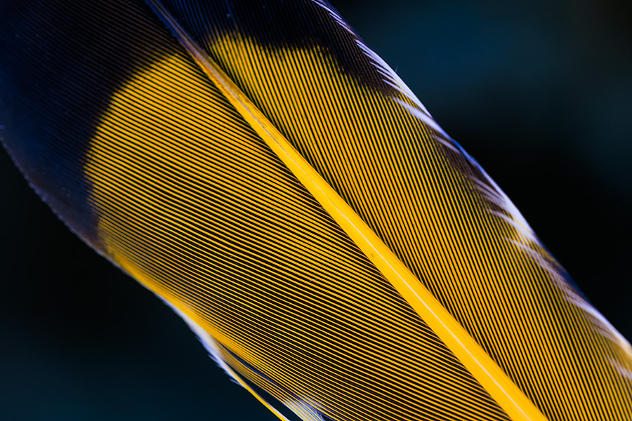 A photograph of a flicker feather at the OPPD Arboretum in Omaha, Nebraska. - Nebraska Photography