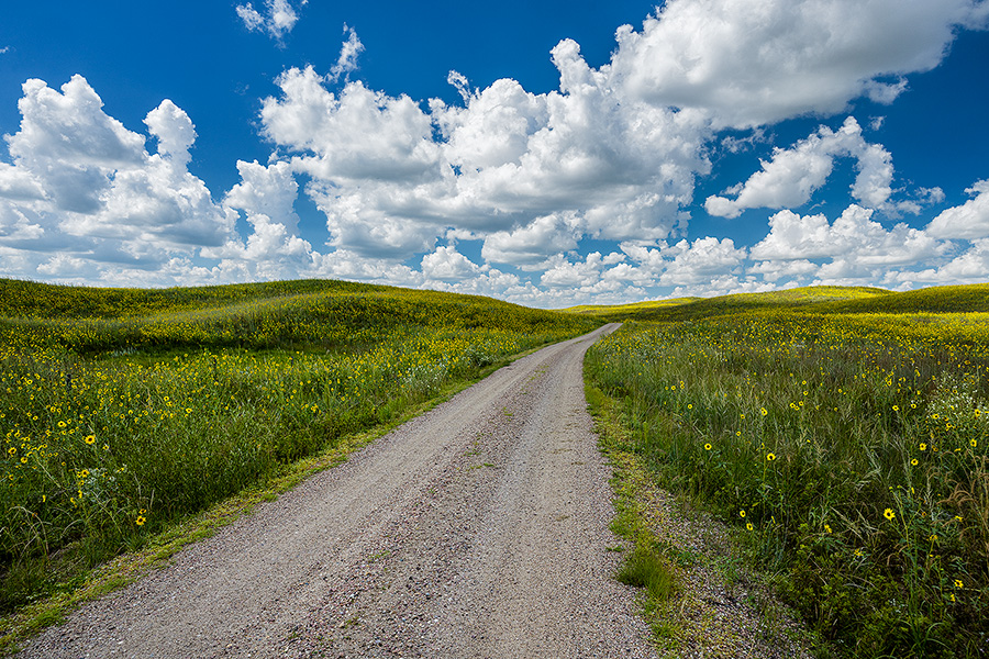A scenic landscape photograph of a road winding through the sandhills covered in sunflowers. - Nebraska Photography