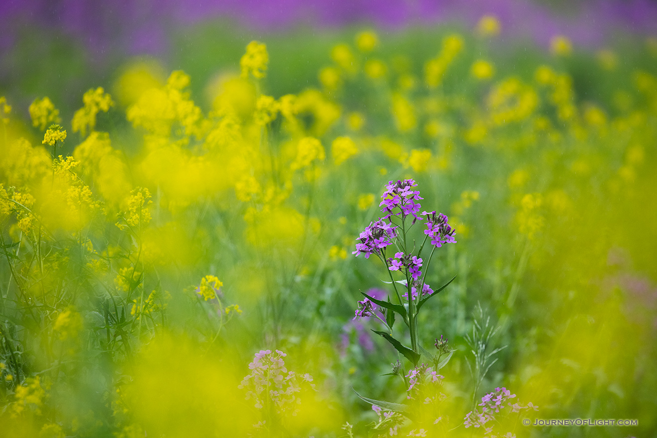 A scenic photograph of yellow and lavendar flowers at Schramm State Recreation Area in eastern Nebraska. - Nebraska Picture