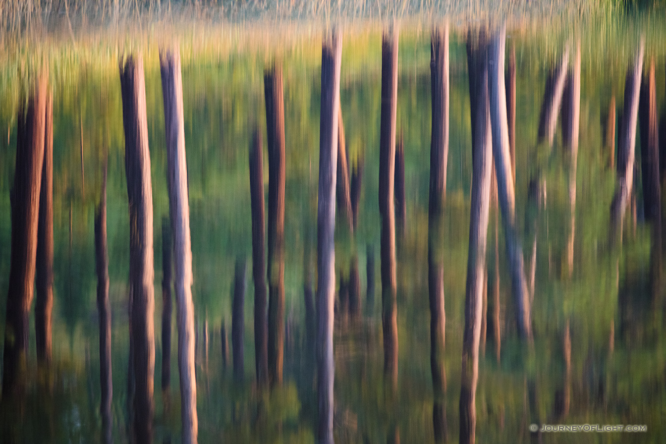 An abstract nature image of trees reflected in Stockade Lake in Custer State Park in the Black Hills. - South Dakota Picture