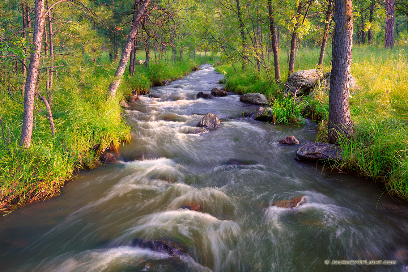 Grace Coolidge Stream through the forest in Custer State Park of the Black Hills, South Dakota. - South Dakota Picture