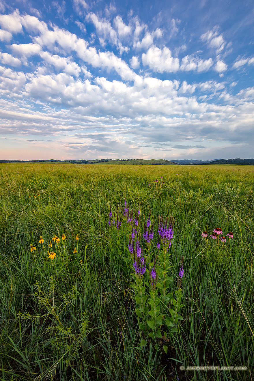 A scenic photograph of wildflowers on a prairie field in Wind Cave National Park in South Dakota at sunrise. - South Dakota Picture