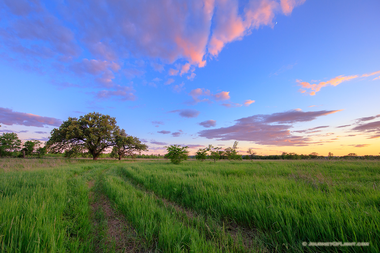 At the end of a country road on a prairie two Oak Trees stand greeting the twilight. - Nebraska Picture