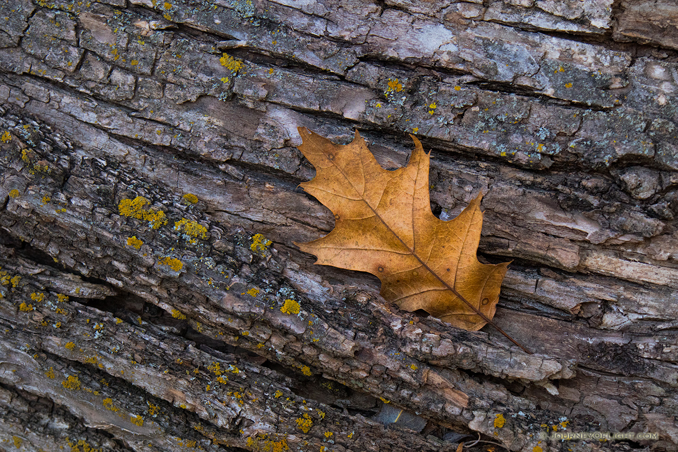 An autumn oak leaf rests on the trunk of a fallen tree in the forest of Chalco Hills Recreation Area. - Nebraska Picture