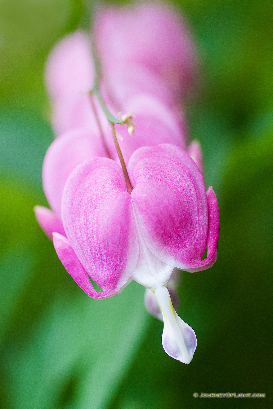 A row of redish bleeding hearts grow outside the museum at Schramm State Recreation Area. - Nebraska Picture
